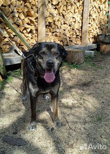 Собака в добрые руки