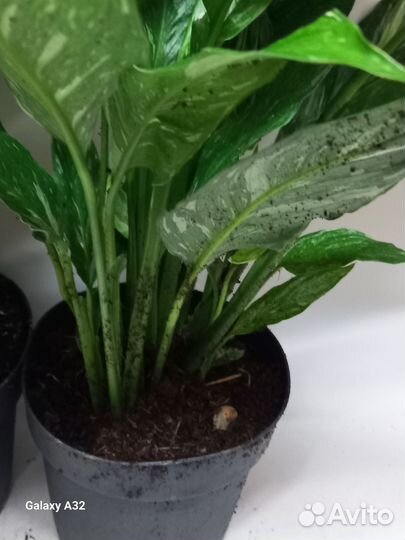 Спатифиллум даймонд