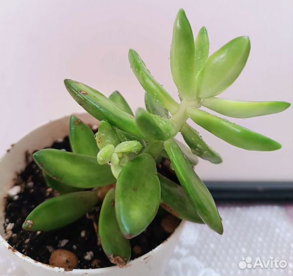 Echeveria agaviides Ebony, эхеверия