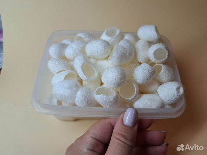 Кокон тутового шелкопряда