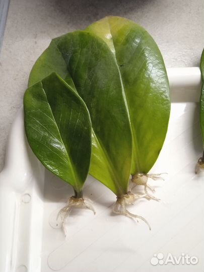 Замиокулькас