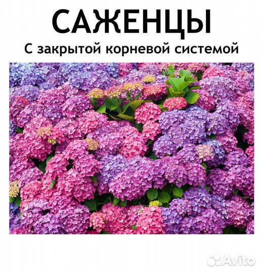 Саженцы сибирские
