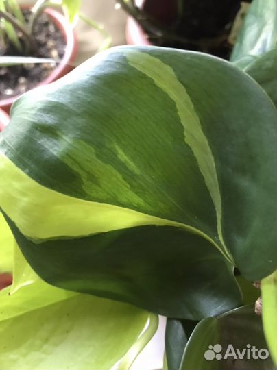 Сциндаптусы