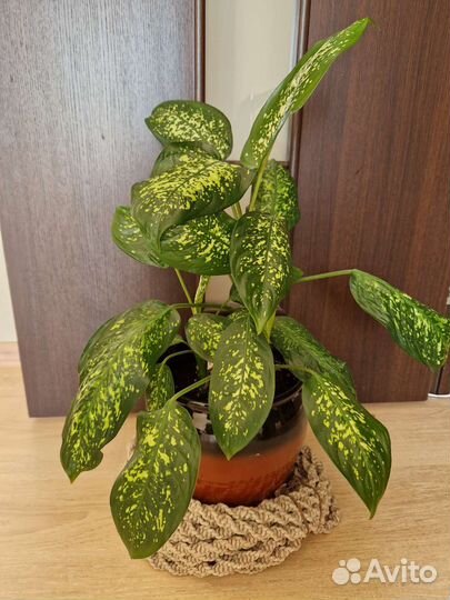 Диффенбахия