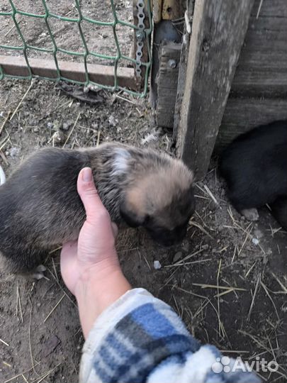 Щенки дворняшки
