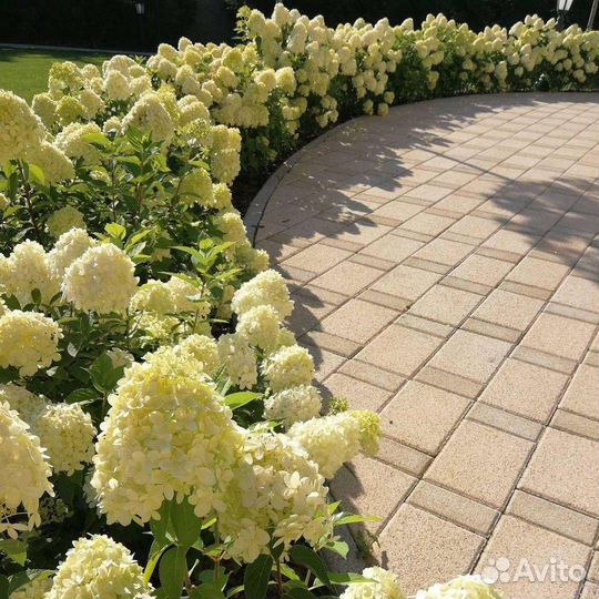 Гортензия Лаймлайт, 5 летки