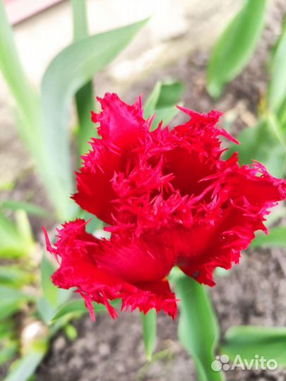 Луковицы тюльпанов сортовые