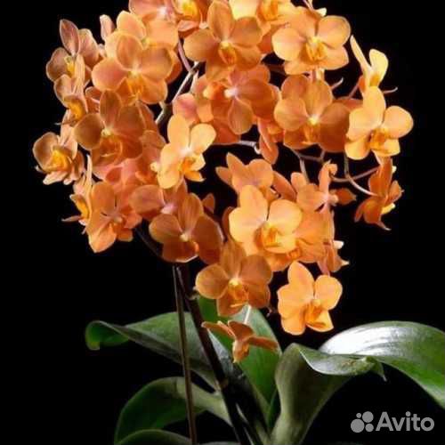 Орхидея Ирэн Добкин