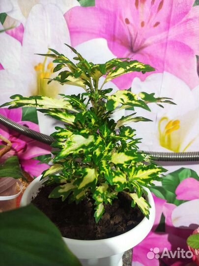 Комнатное растение колеус