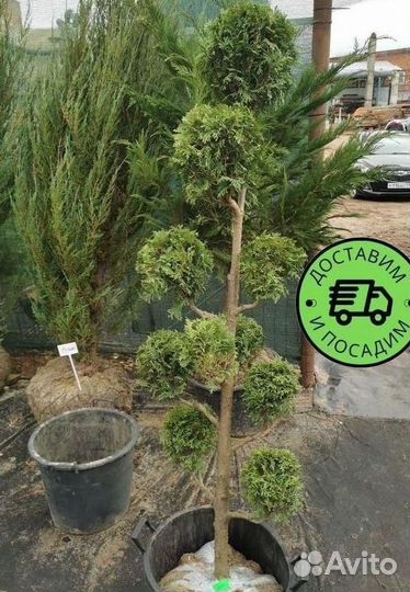 Туя Колумна Формированная