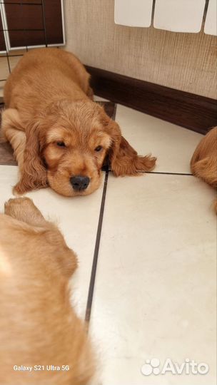 Щенки Английского Кокер спаниеля