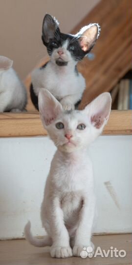 Донской сфинкс велюр