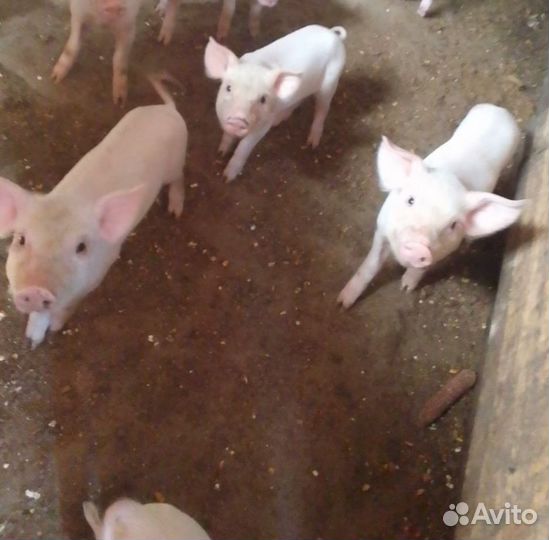 Маленькие поросята