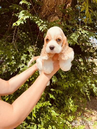 Бело-рыжие и бело-черные американцы