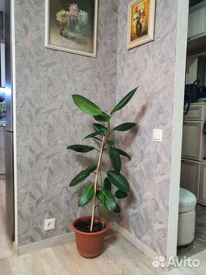 Фикус каучуконосный большой