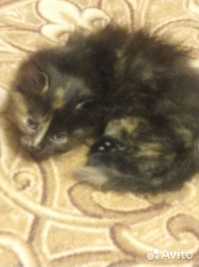 Котенок девочка