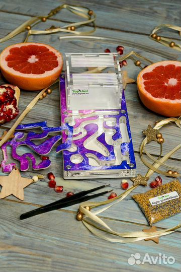 Ферма с муравьями / Формикарий