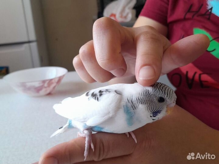 Молодые попугайчики волнистые и кореллы