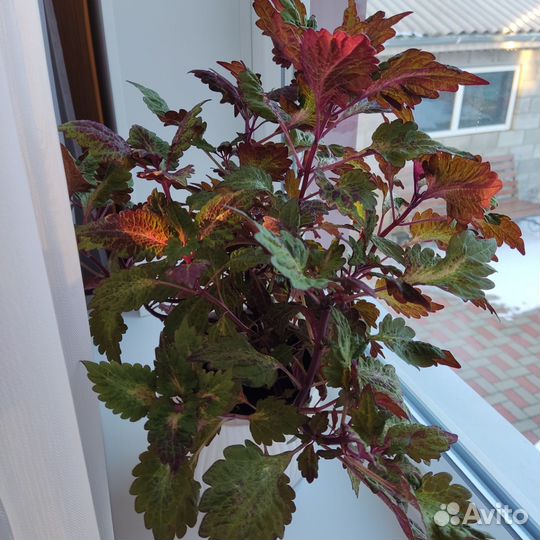 Комнатные цветы