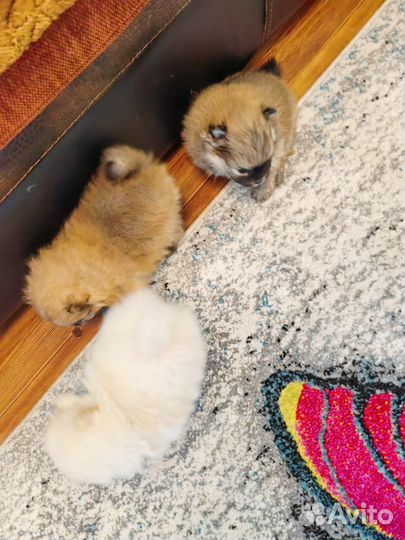 Щенки шпица