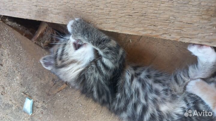 Котята в добрые руки бесплатно