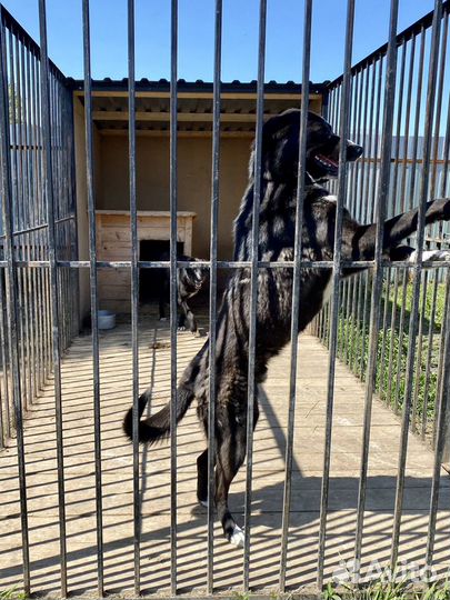 Два достойных молодых охранника в частный дом