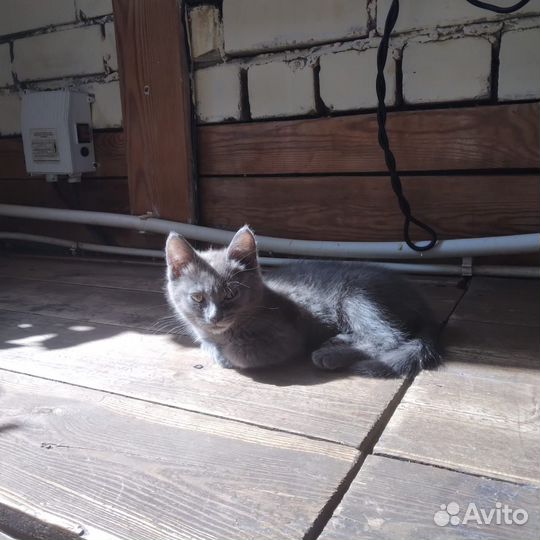 Котята в добрые руки даром