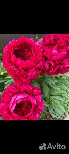 Пион Souvenir de Maxime Cornu