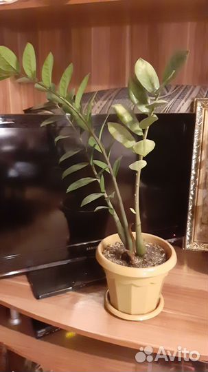 Замиокулькас