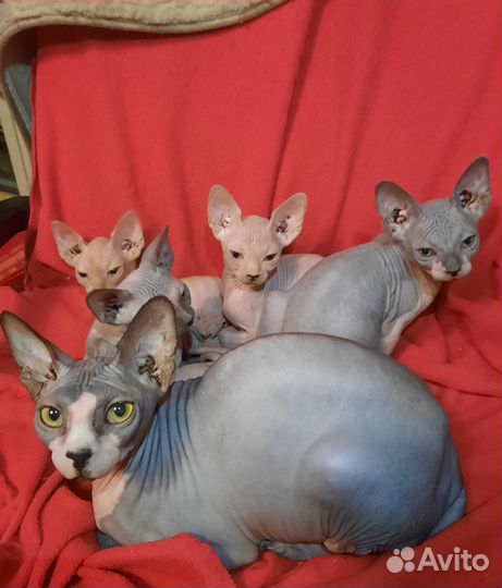 Канадский сфинкс Шикарные малыши