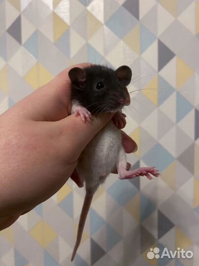 Дамбо крысята