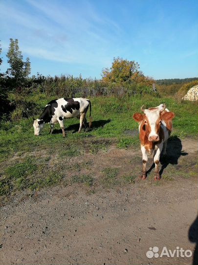 Продам коров, телят