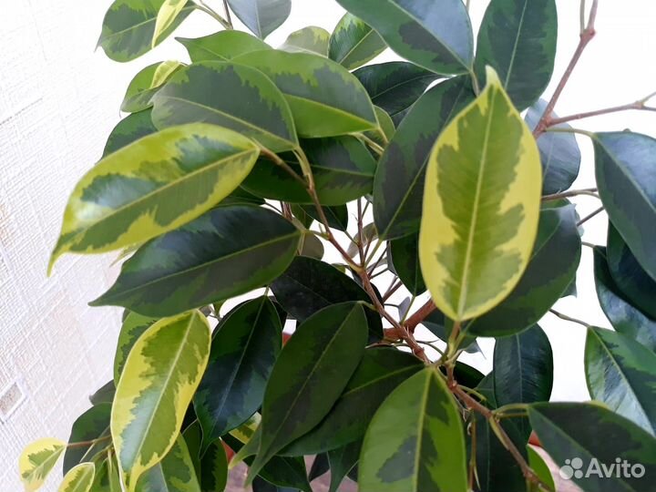 Фикус Анастасия на штамбе, драцена. Взрослые