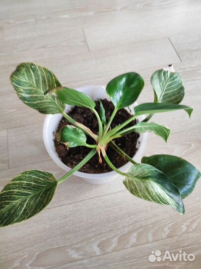 Филодендрон Биркин большой куст