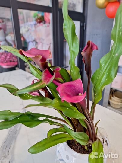 Комнатные растения Челябинск Доставка