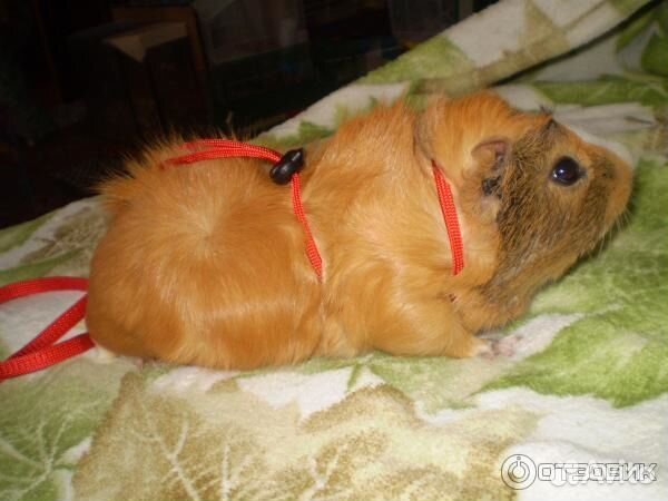 Поводок для морской свинки