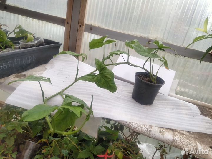 Сингониум 3 короля