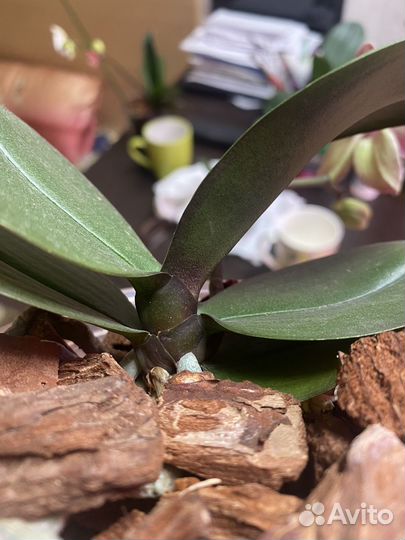 Орхидея фаленопсис бабочка Черри бомб