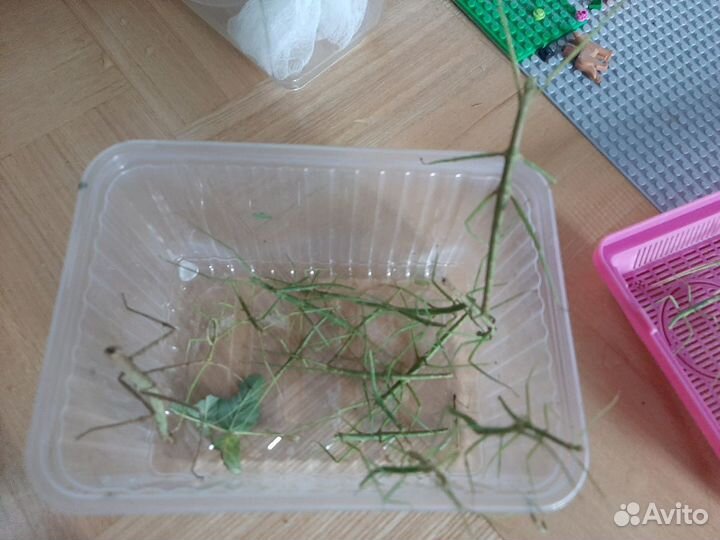 Палочники аннамские