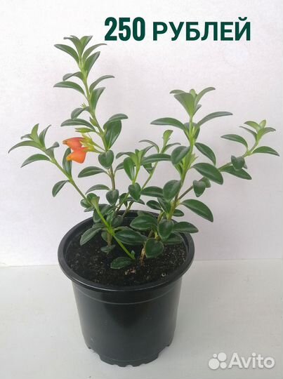 Нематантус (золотая рыбка). Эхмея полосатая