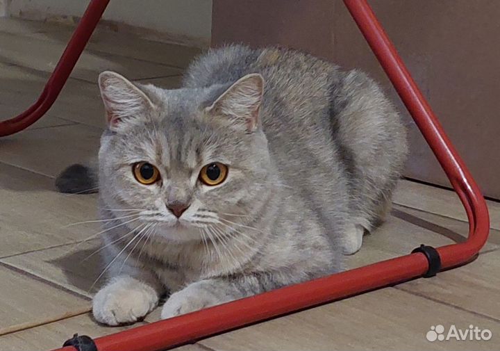 Вислоухая кошка в добрые руки