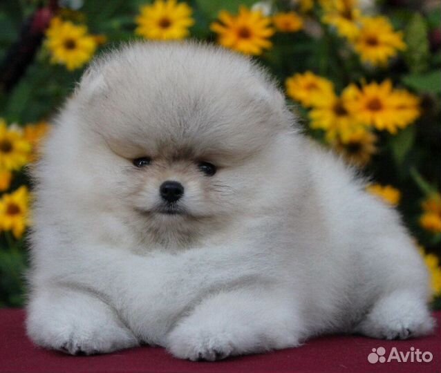 Шикарный кремовый мишка Тэдди