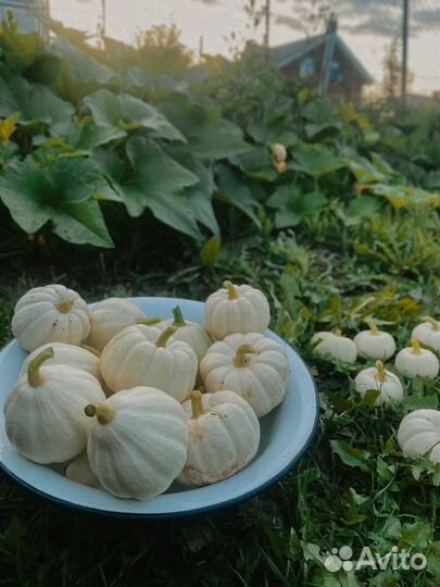 Бэйби бу декоративные тыквы