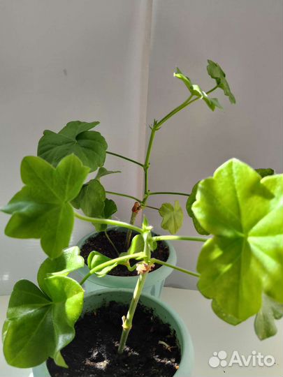 Комнатные растения