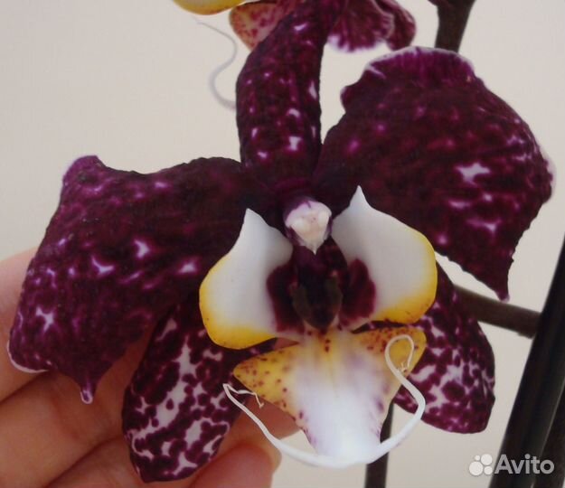 Орхидея фаленопсис