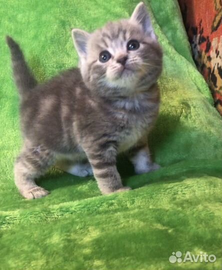 Шотландская кошечка