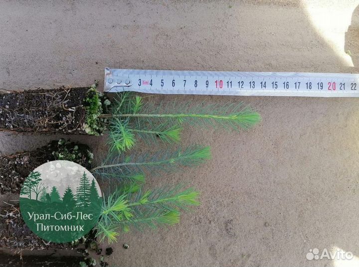 Зкс и окс Сосна Ель Лиственница сеянцы Голуб горн