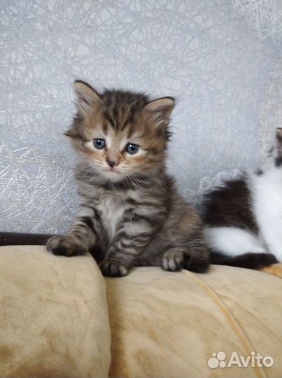 Дарю котят