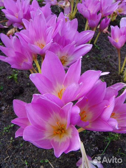 Луковичные растения