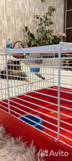 Клетка для грызунов бу